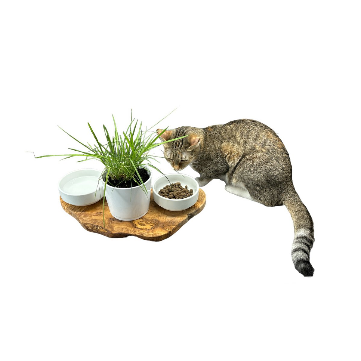 RUSTY feeding station 2x 0.4 liter porcelain bowls plus pot for cat grass olive wood